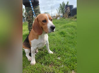 Sniffers - sucht zweite Chance Sniffers - sucht zweite Chance