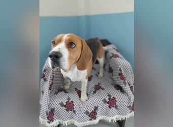 Sniffers - sucht zweite Chance Sniffers - sucht zweite Chance