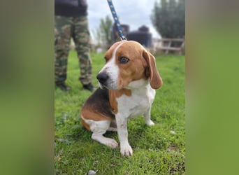 Sniffers - sucht zweite Chance Sniffers - sucht zweite Chance