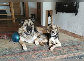 süßer Bebbie