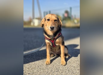 Divna, Beaglemädchen auf der Suche nach Liebe