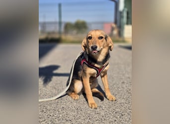 Divna, Beaglemädchen auf der Suche nach Liebe