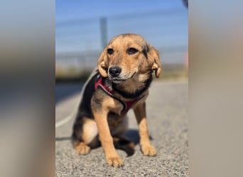 Divna, Beaglemädchen auf der Suche nach Liebe