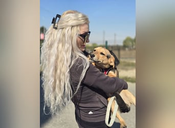 Divna, Beaglemädchen auf der Suche nach Liebe