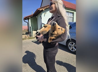Divna, Beaglemädchen auf der Suche nach Liebe