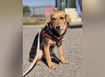 Divna, Beaglemädchen auf der Suche nach Liebe