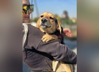 Divna, Beaglemädchen auf der Suche nach Liebe