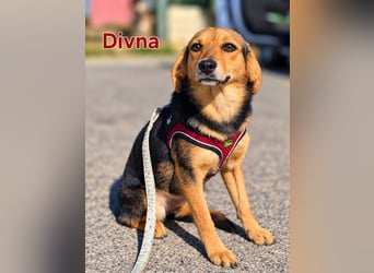 Divna, Beaglemädchen auf der Suche nach Liebe