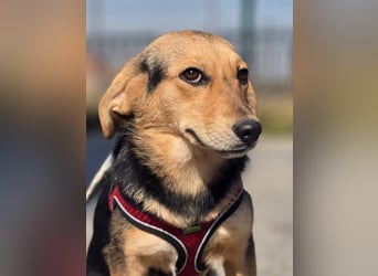 Divna, Beaglemädchen auf der Suche nach Liebe