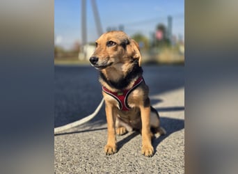 Divna, Beaglemädchen auf der Suche nach Liebe