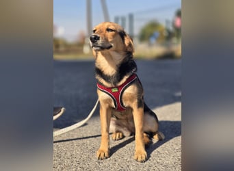 Divna, Beaglemädchen auf der Suche nach Liebe