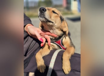 Divna, Beaglemädchen auf der Suche nach Liebe