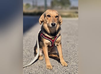 Divna, Beaglemädchen auf der Suche nach Liebe