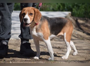 Bailey - bezaubernde Beagle Hündin, lieb & verschmust