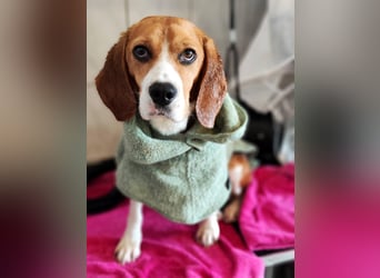 Bailey - bezaubernde Beagle Hündin, lieb & verschmust