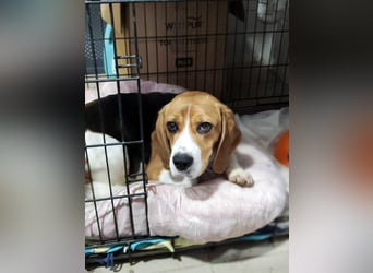 Bailey - bezaubernde Beagle Hündin, lieb & verschmust