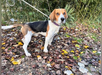 Basti - ruhig & ausgeglichen, freundlich & verschmust