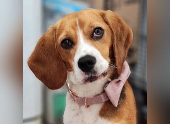 Bailey - bezaubernde Beagle Hündin, lieb & verschmust
