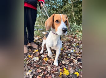 Basti - ruhig & ausgeglichen, freundlich & verschmust