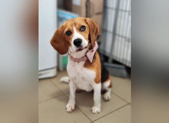 Bailey - bezaubernde Beagle Hündin, lieb & verschmust