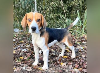 Basti - ruhig & ausgeglichen, freundlich & verschmust