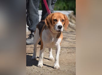 Bailey - bezaubernde Beagle Hündin, lieb & verschmust