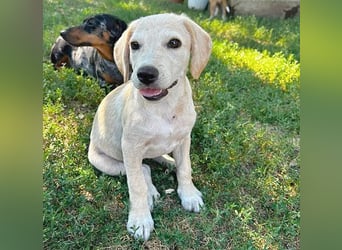 BAMBI - zum Verlieben - 5 Monate, sp. 44-48m - kl. Beagle-Labrador-Mix