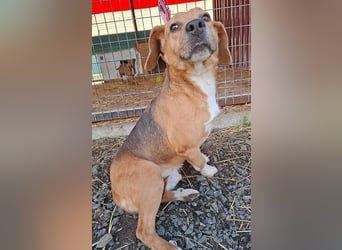 ❤️❤️❤️ liebenswerter Beagle-Bub VANDOR - 5,5 Jahre, 44cm/14kg - Beagle-Mix