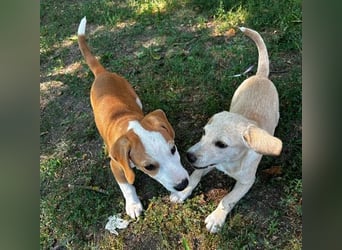 TOBY - Engel auf 4 Pfoten - 5 Monate, sp. 47/50cm - Beagle-Labrador-Mix