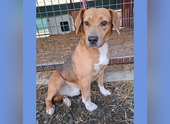 ❤️❤️❤️ liebenswerter Beagle-Bub VANDOR - 5,5 Jahre, 44cm/14kg - Beagle-Mix
