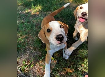 TOBY - Engel auf 4 Pfoten - 5 Monate, sp. 47/50cm - Beagle-Labrador-Mix