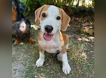 TOBY - Engel auf 4 Pfoten - 5 Monate, sp. 47/50cm - Beagle-Labrador-Mix