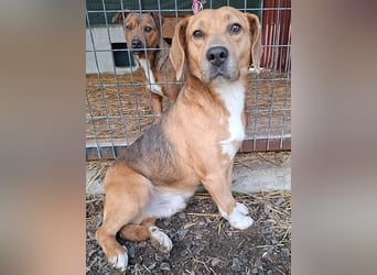 ❤️❤️❤️ liebenswerter Beagle-Bub VANDOR - 5,5 Jahre, 44cm/14kg - Beagle-Mix