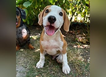 TOBY - Engel auf 4 Pfoten - 5 Monate, sp. 47/50cm - Beagle-Labrador-Mix