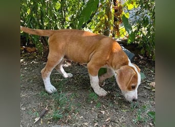 TOBY - Engel auf 4 Pfoten - 5 Monate, sp. 47/50cm - Beagle-Labrador-Mix