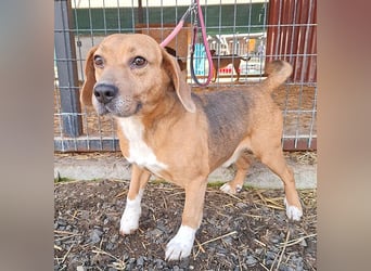❤️❤️❤️ liebenswerter Beagle-Bub VANDOR - 5,5 Jahre, 44cm/14kg - Beagle-Mix