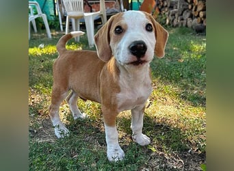 TOBY - Engel auf 4 Pfoten - 5 Monate, sp. 47/50cm - Beagle-Labrador-Mix