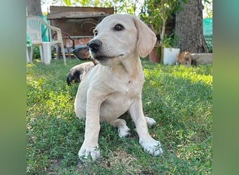 BAMBI - zum Verlieben - 5 Monate, sp. 44-48m - kl. Beagle-Labrador-Mix