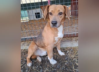 ❤️❤️❤️ liebenswerter Beagle-Bub VANDOR - 5,5 Jahre, 44cm/14kg - Beagle-Mix