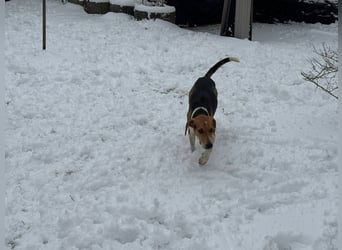 Lola, sucht ihr eigenes Körbchen