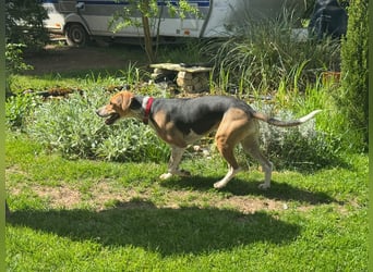 Lola, sucht aktive Menschen