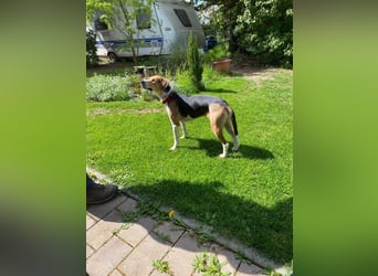 Lola, sucht aktive Menschen