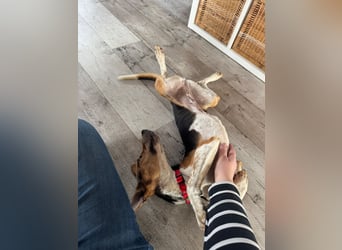 Lola, sucht ihr eigenes Körbchen