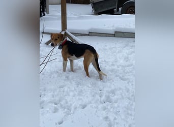 Lola, sucht ihr eigenes Körbchen