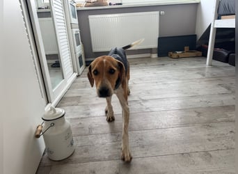 Lola, sucht ihr eigenes Körbchen