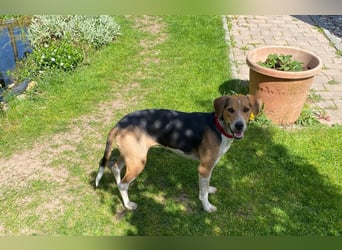 Lola, sucht aktive Menschen