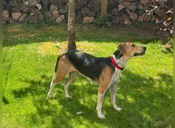 Lola, sucht aktive Menschen