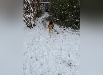 Lola, sucht ihr eigenes Körbchen