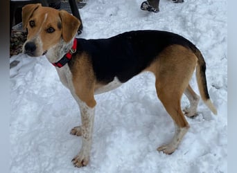 Lola, sucht ihr eigenes Körbchen