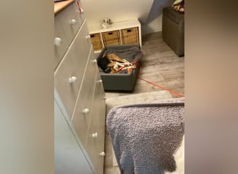 Lola, sucht ihr eigenes Körbchen